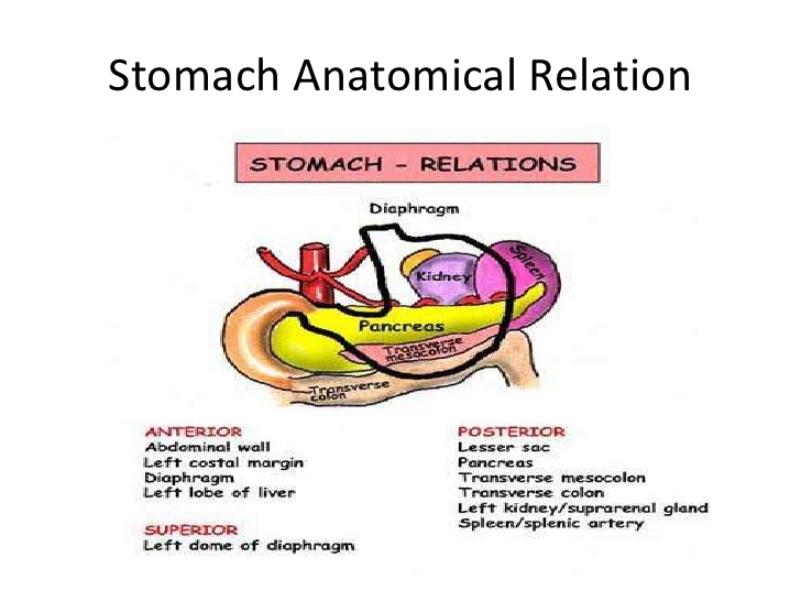 stomach bed structures mnemonic